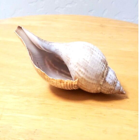 Ture Tulip (Fasciolaria tulips) or Banded Tulip (Cinctura lilium) Shell - Picture 2 of 3